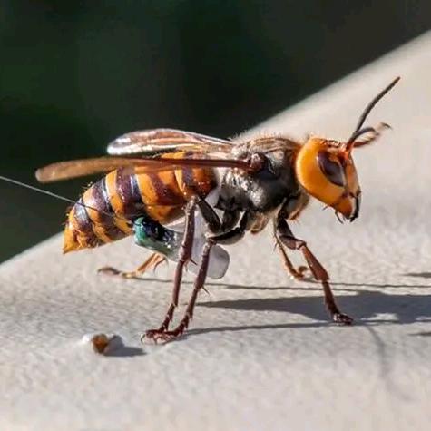 蜂仪诚信土特产