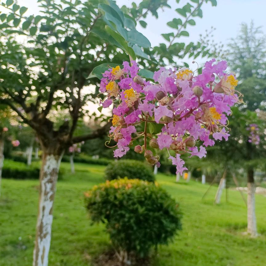 柠檬水