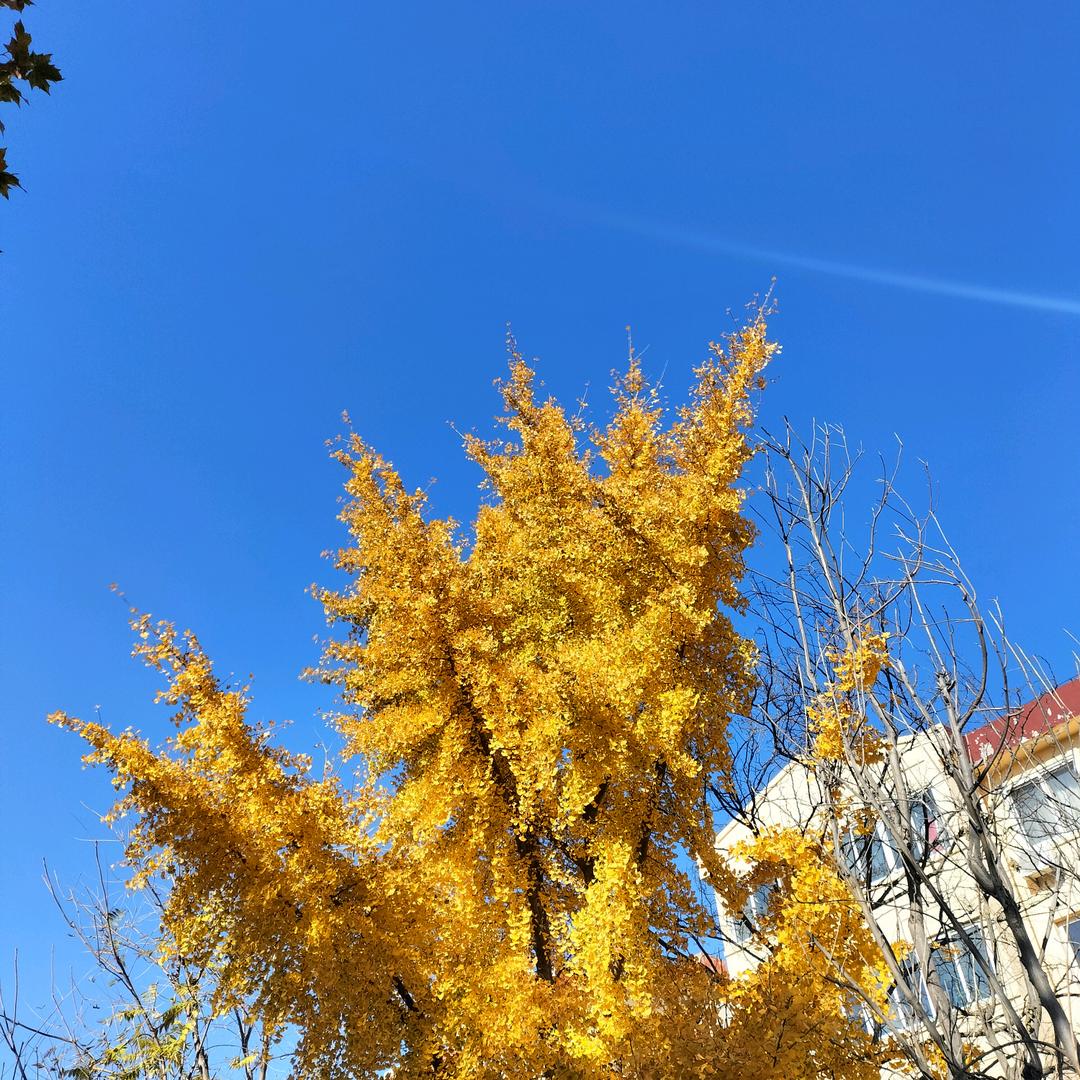 罗得榕A5