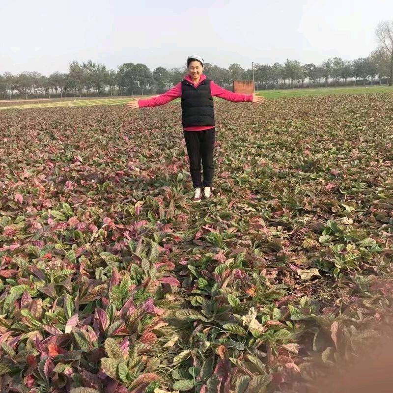 巴斯夫葛静静地黄中药材