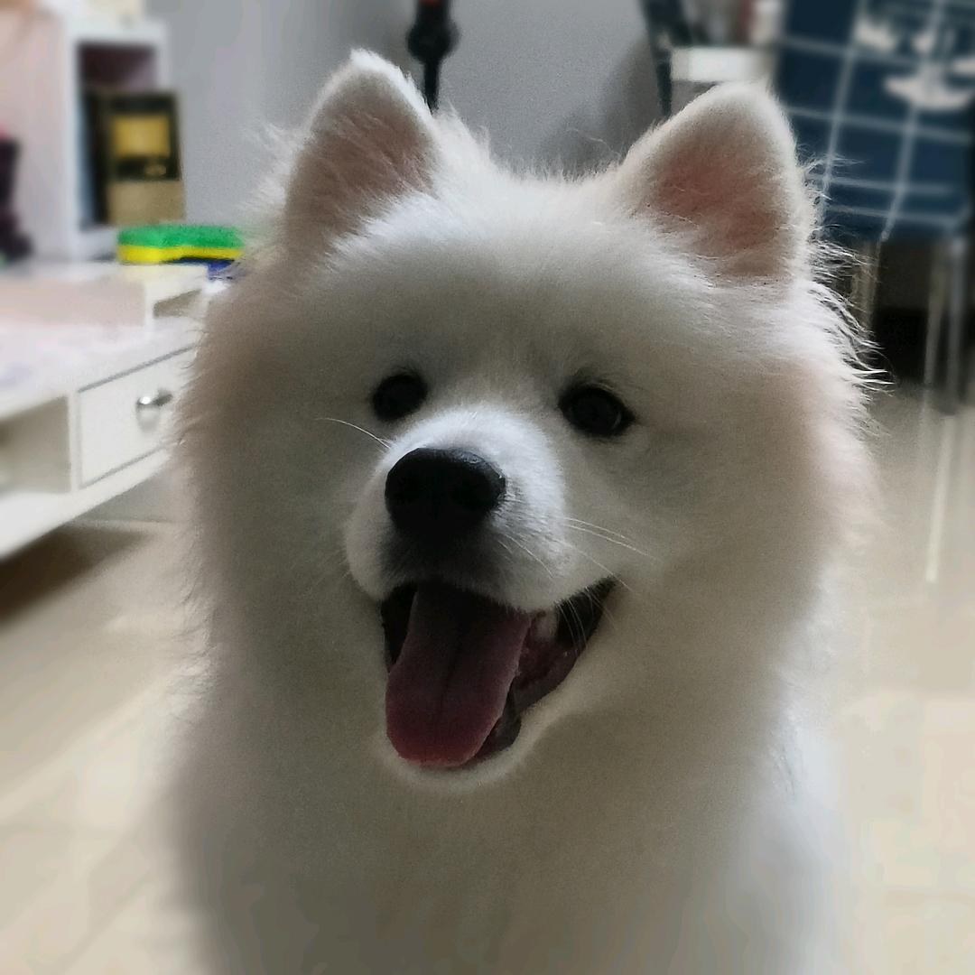 @ 球球耶