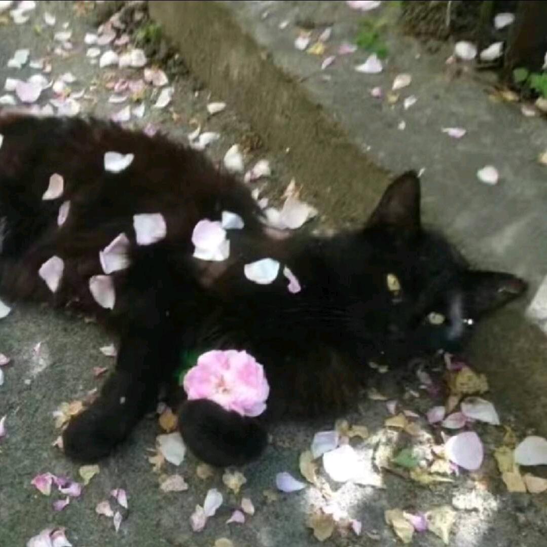 淡水鱼.