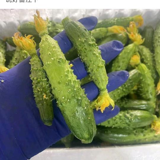 小雨旱黄瓜产地直发