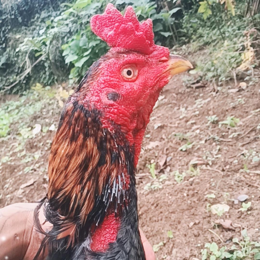 平远小艾土炮基地