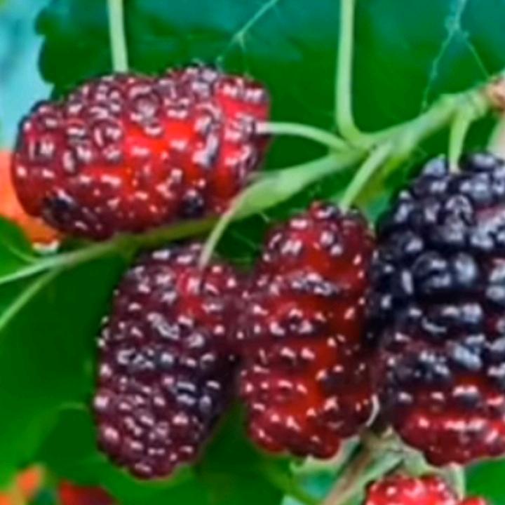 苦瓜大哥