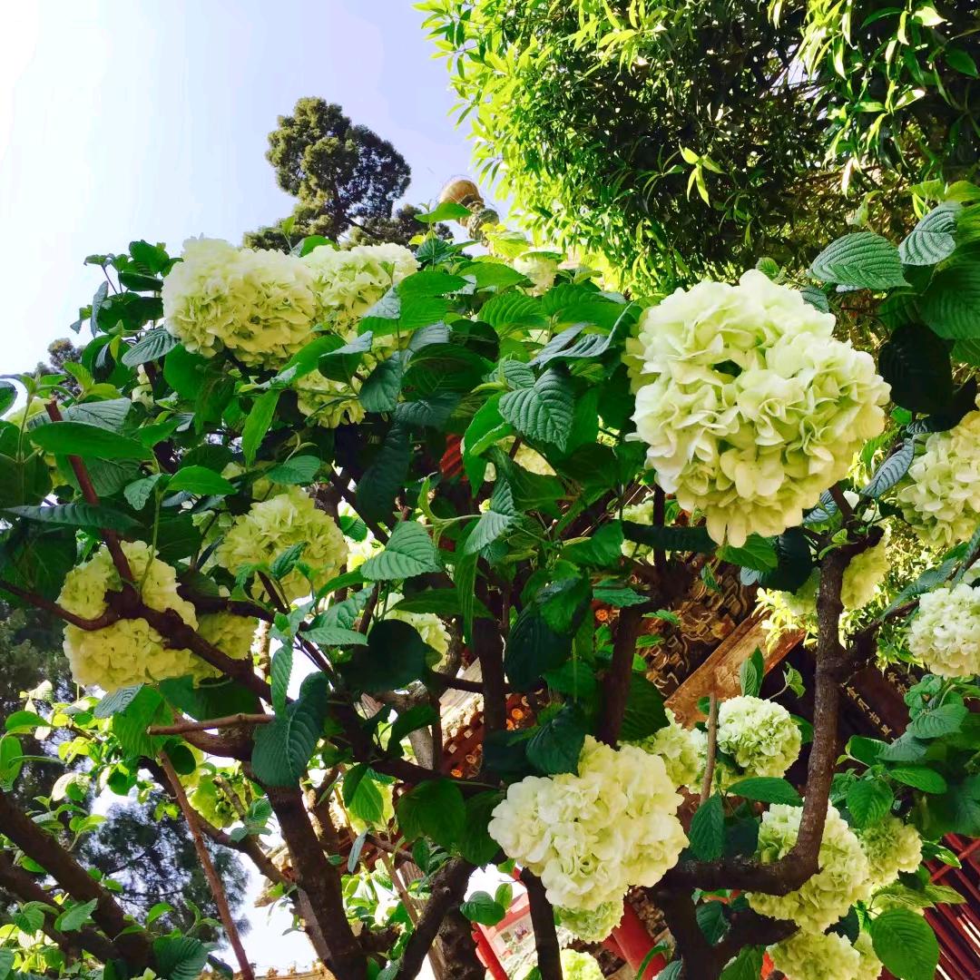 筱筱🌸
