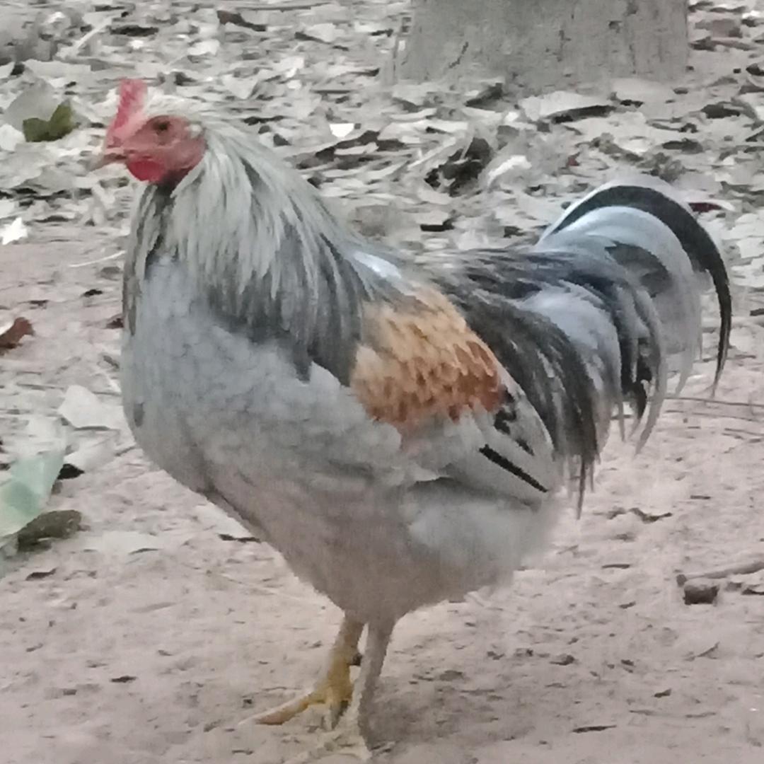 不吃骨头的猫🐱