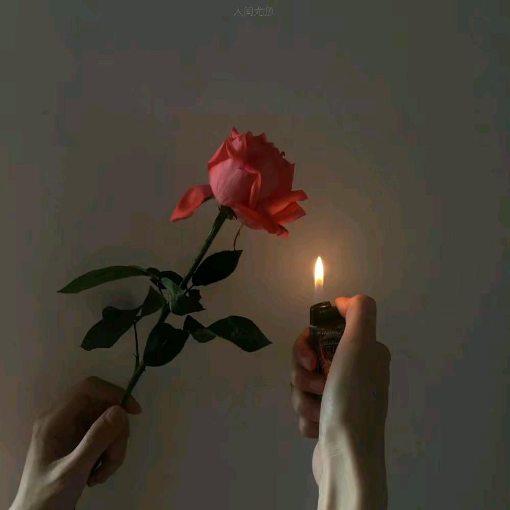 烟花-h