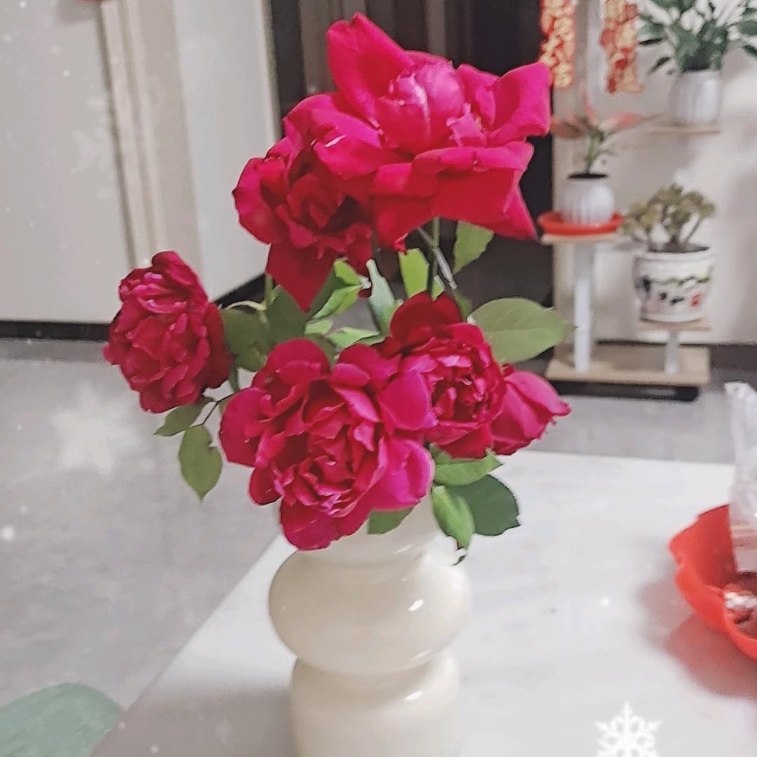 🌹ℋღ᭄MAy梅🍒᭄💞