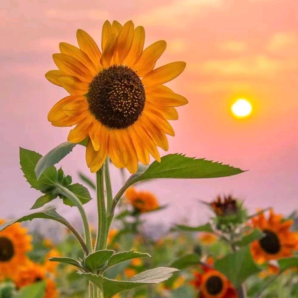 有你就是晴天，