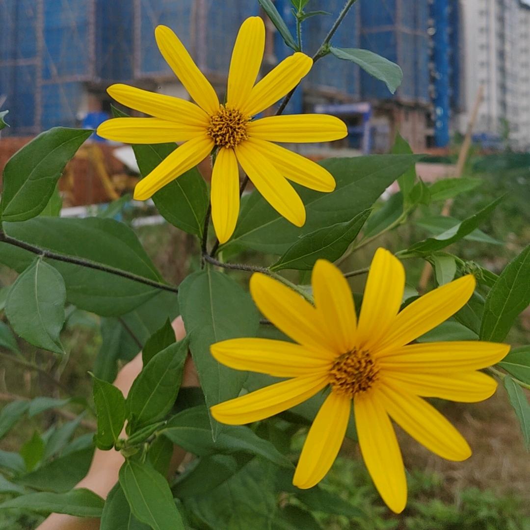 小小柔🧚‍♀️