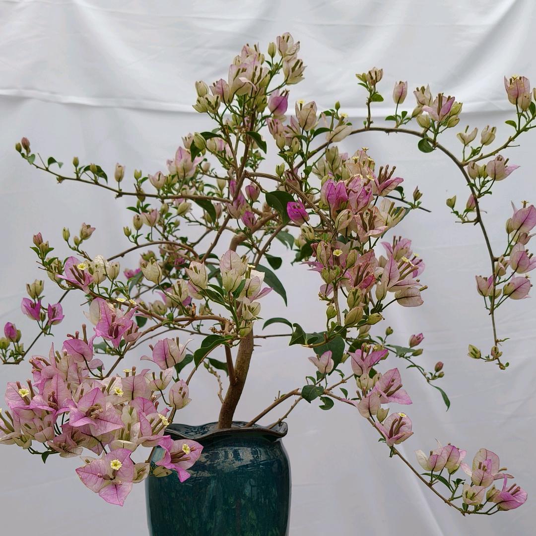 花漾三角梅园艺