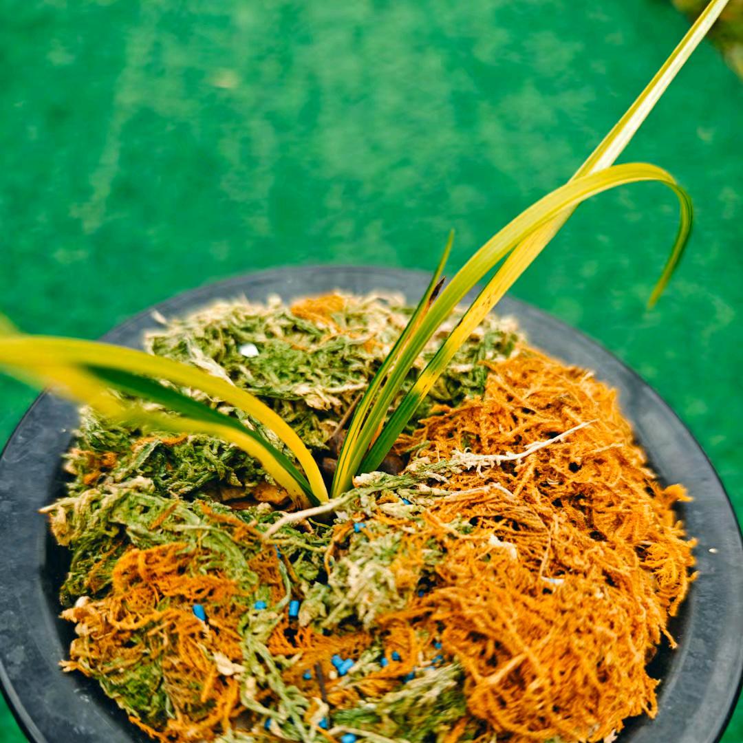 兰之居花艺坊