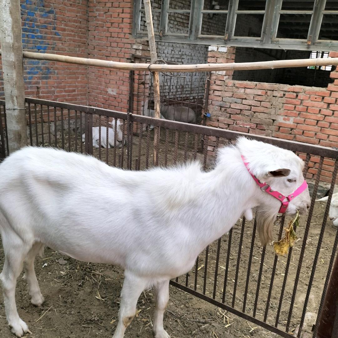 李老大