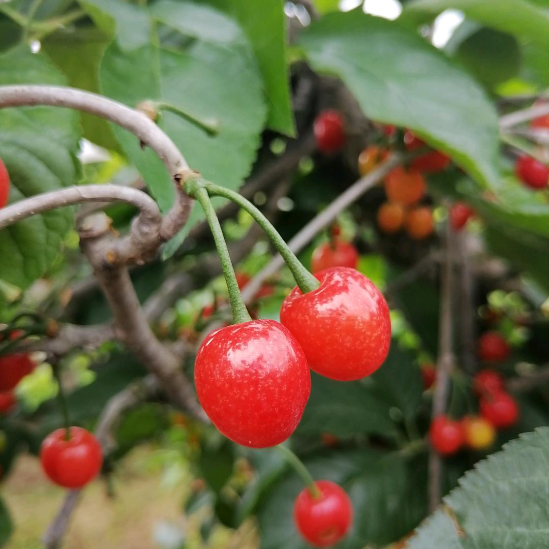 🌸🌻🍁陈蒙厚爱🌾🌸🏵️