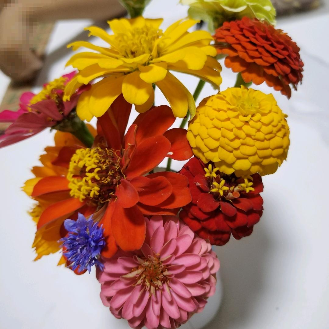 🌸
