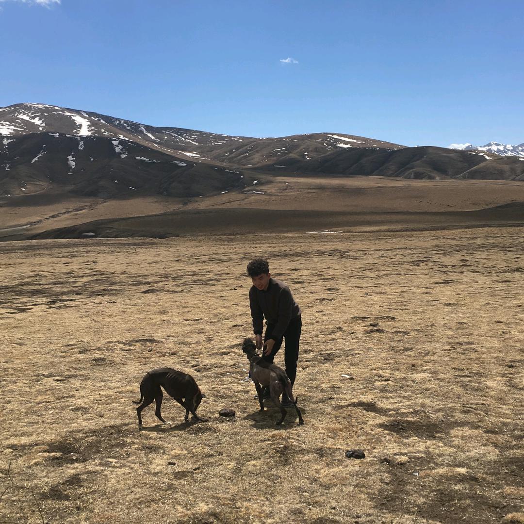 镇平县壮壮格力犬基地！