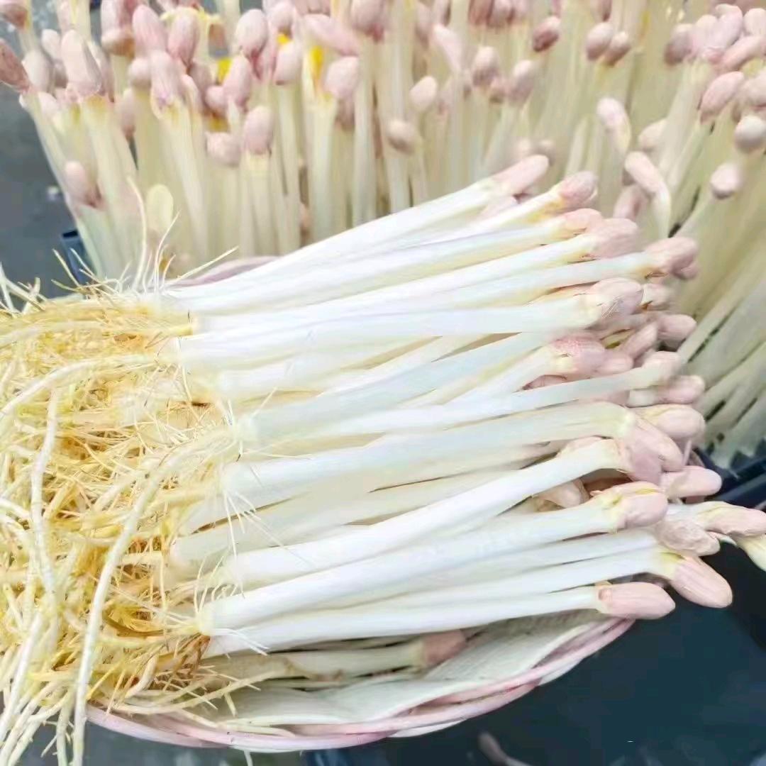 常熟市水培芽苗基地