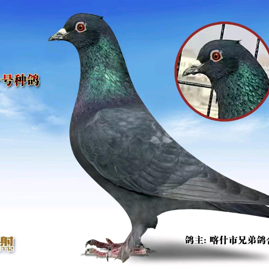 新疆翻翻鸽努力买买提（好人）