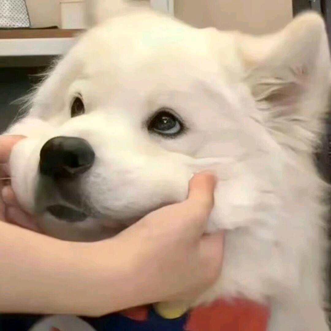 小智先生