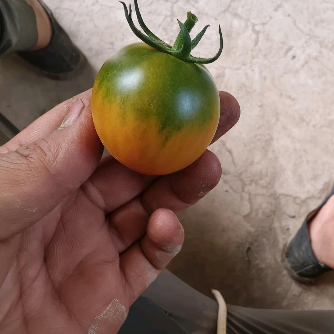 鹤仙生