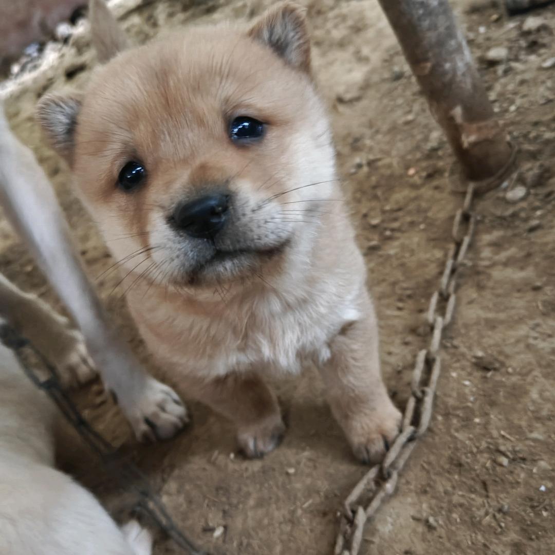 桂林熊外婆宠物田园犬