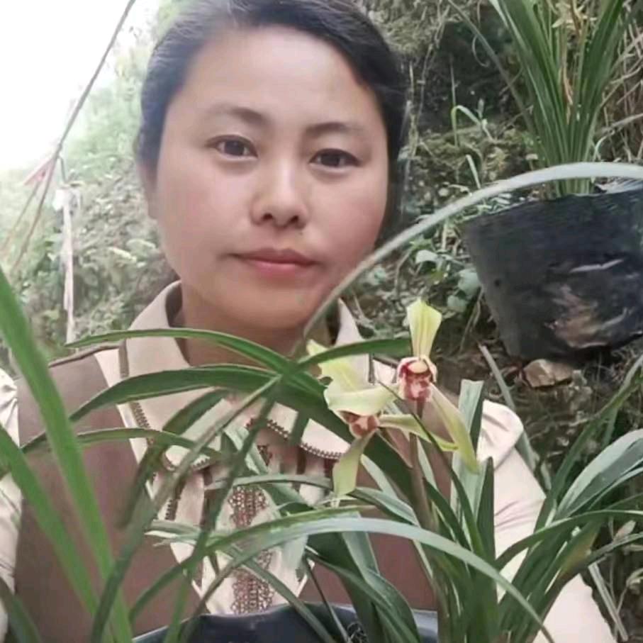 兰花杨姐