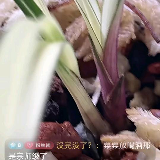 蘭毒歌