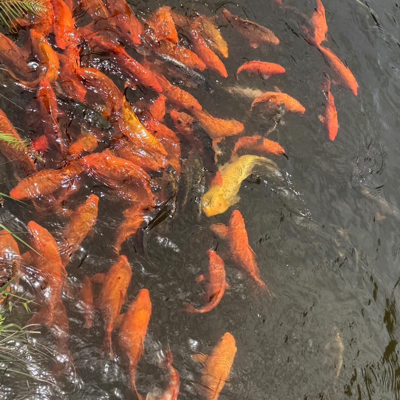 惠宝奶奶
