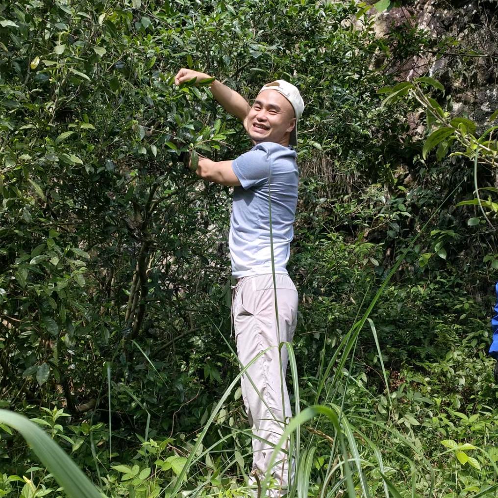 茶农小叶