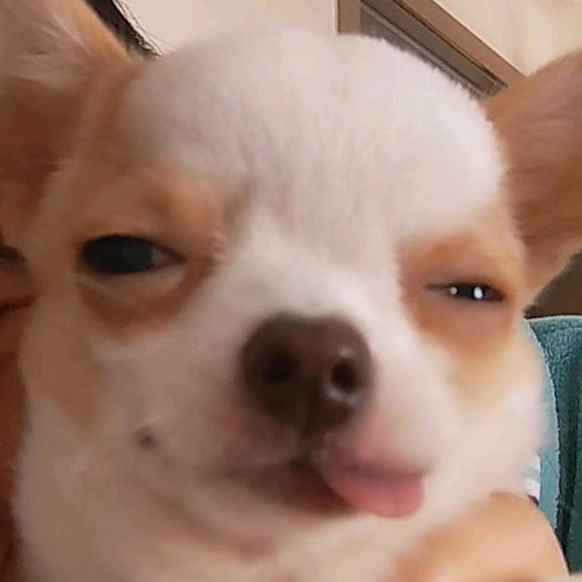 状元小狗日常