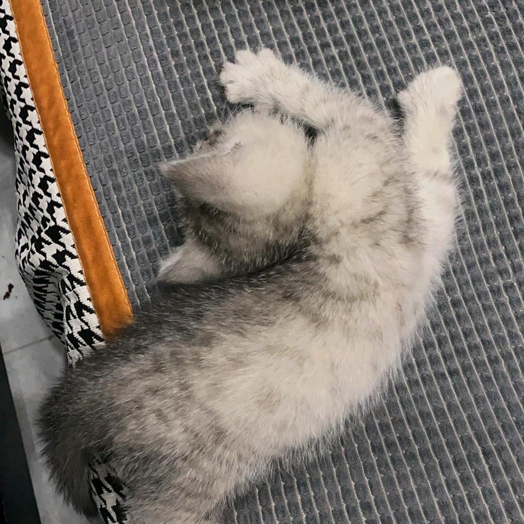 小杨