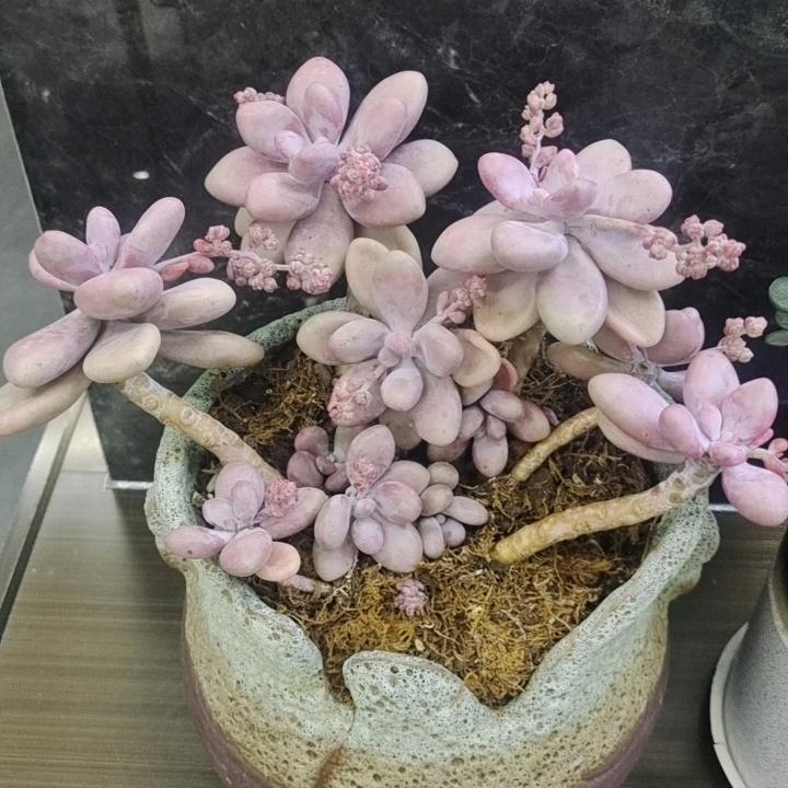微笑的代言人