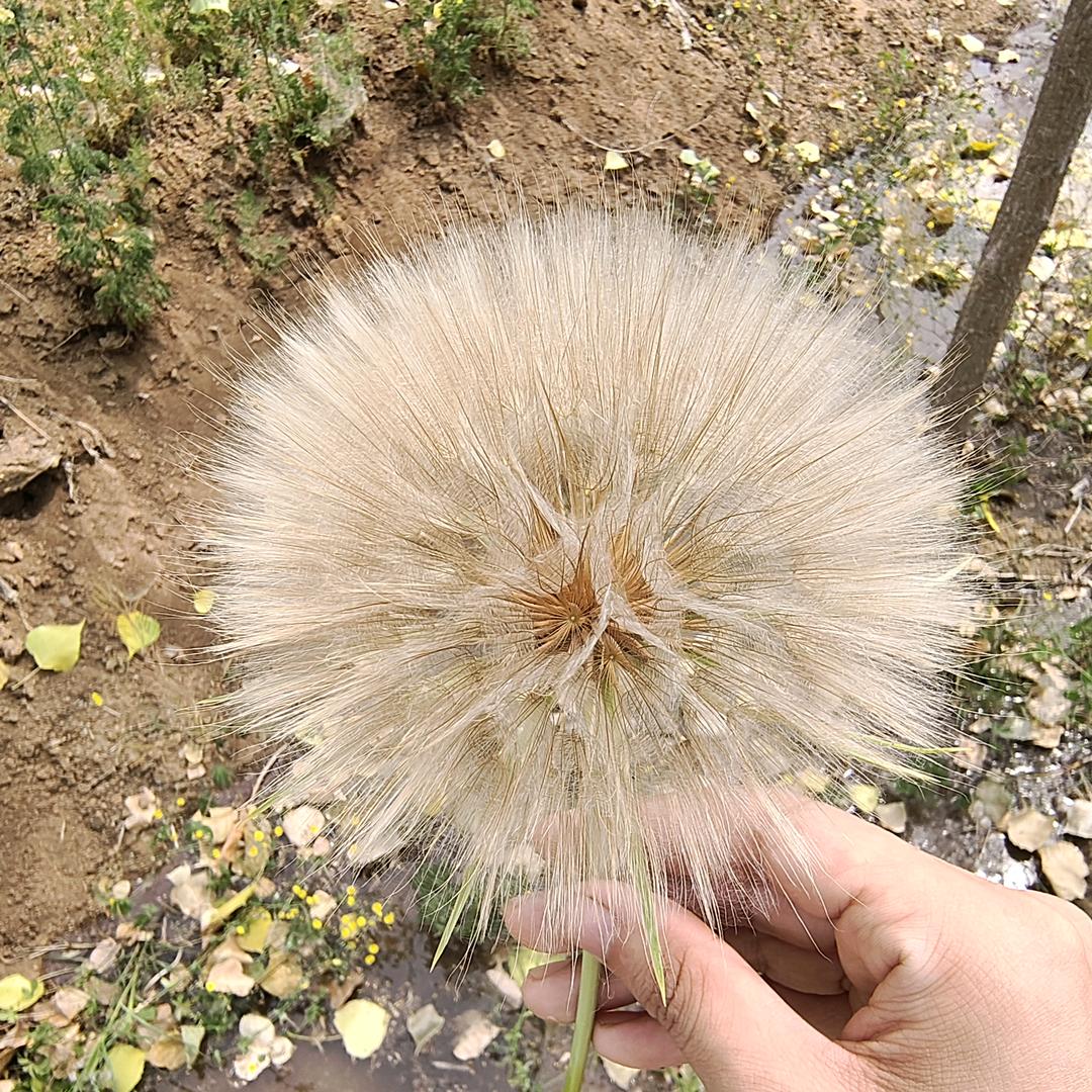 羽末的养生频道