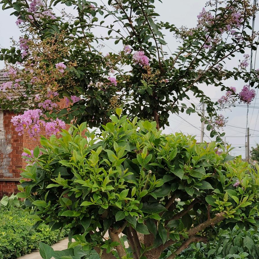岁月静好：🌹🌹🌹