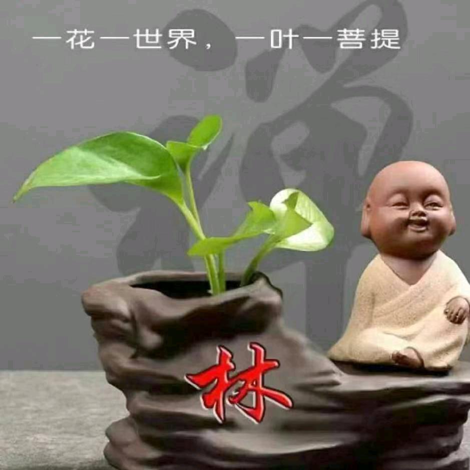 一毛不拔
