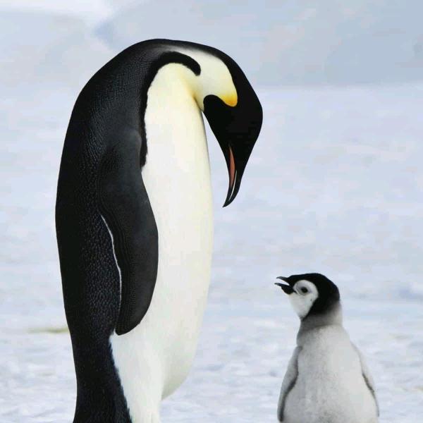 秋日小兔