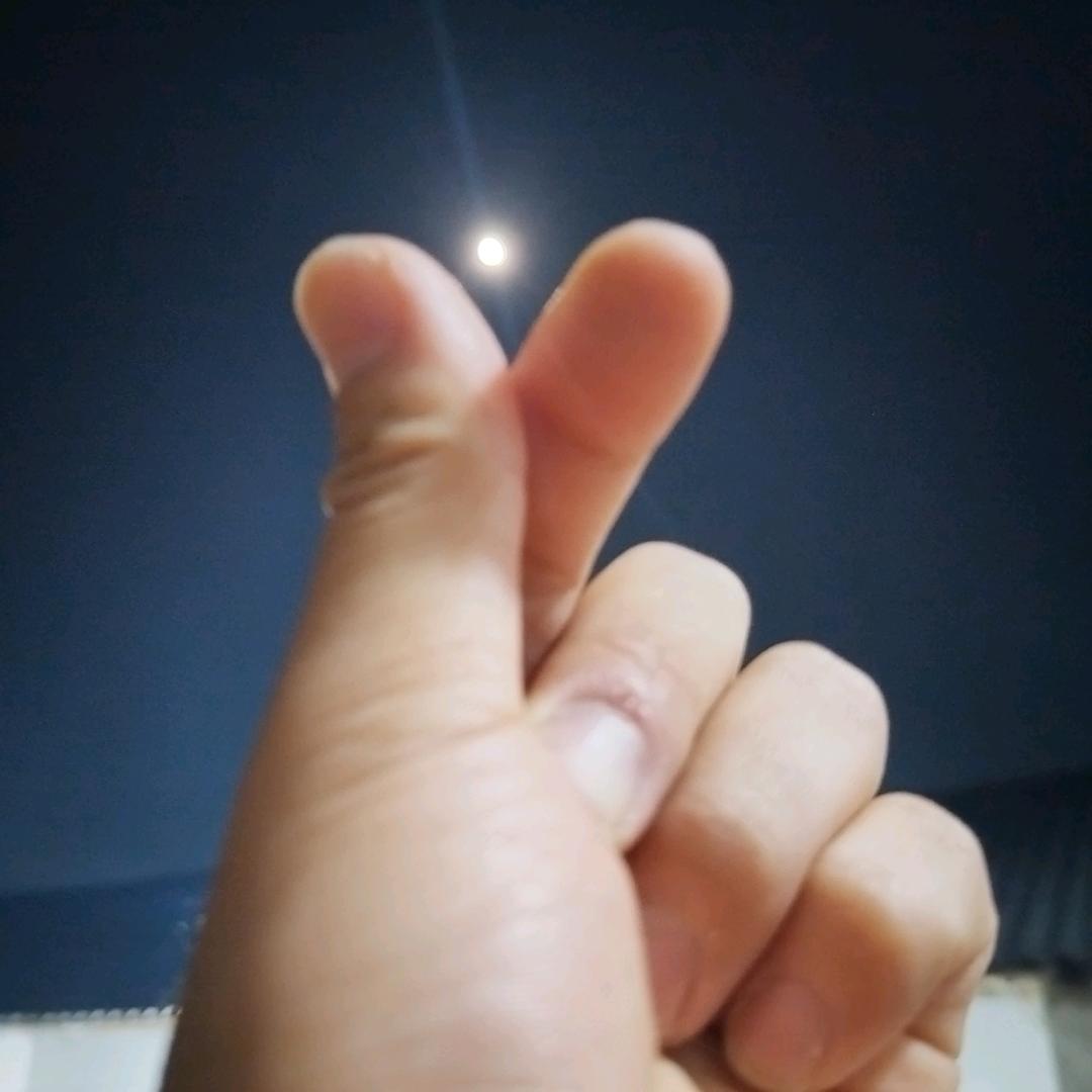 照麒桂