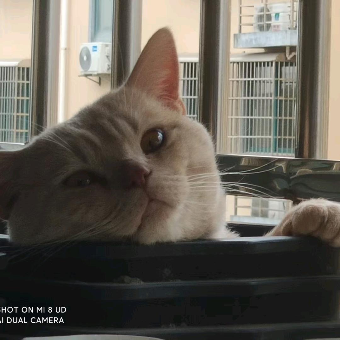 锦鲤是猫不是鱼