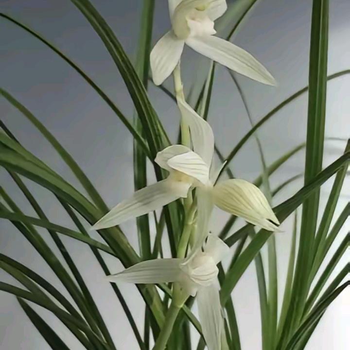 小雪素之家小号小虎兰苑
