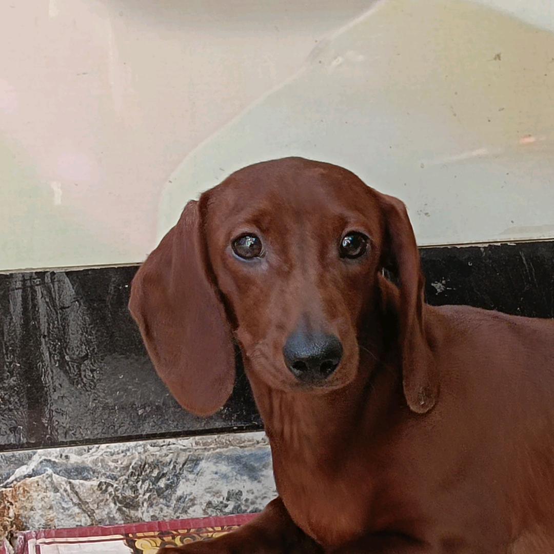 魏县腊肠犬🫲永哥，🍎