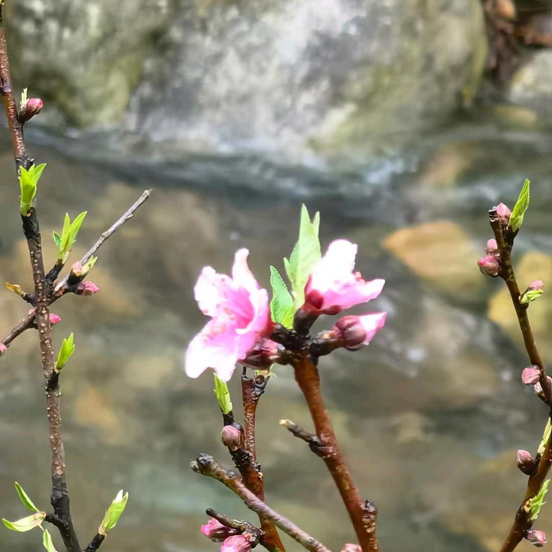 但愿