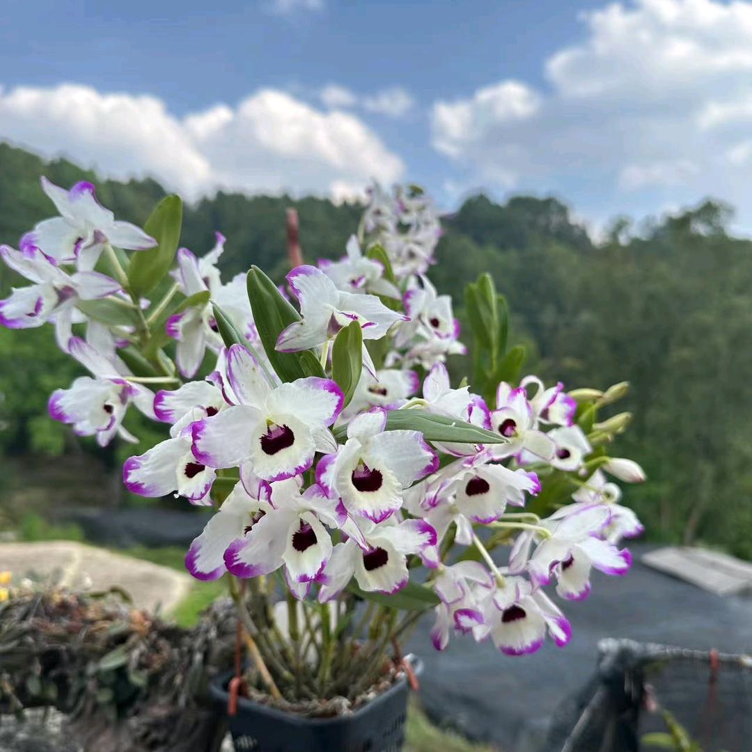 若水石斛花卉盆景