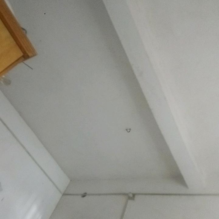 一只小孙鼠