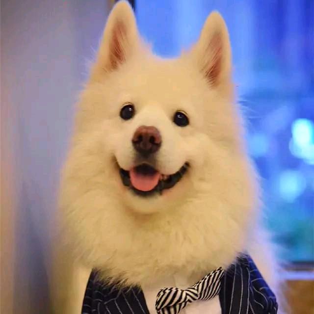 可乐有点闲