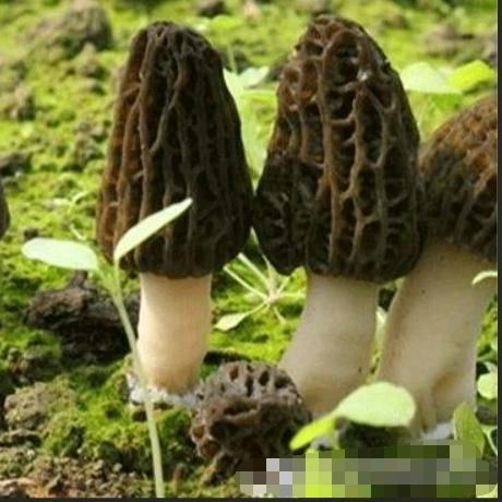 羊肚菌家庭农场(即巨莱)