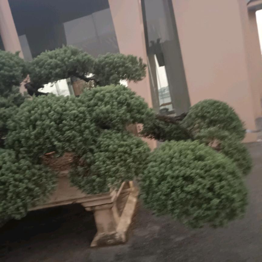 欣欣🌹🌹