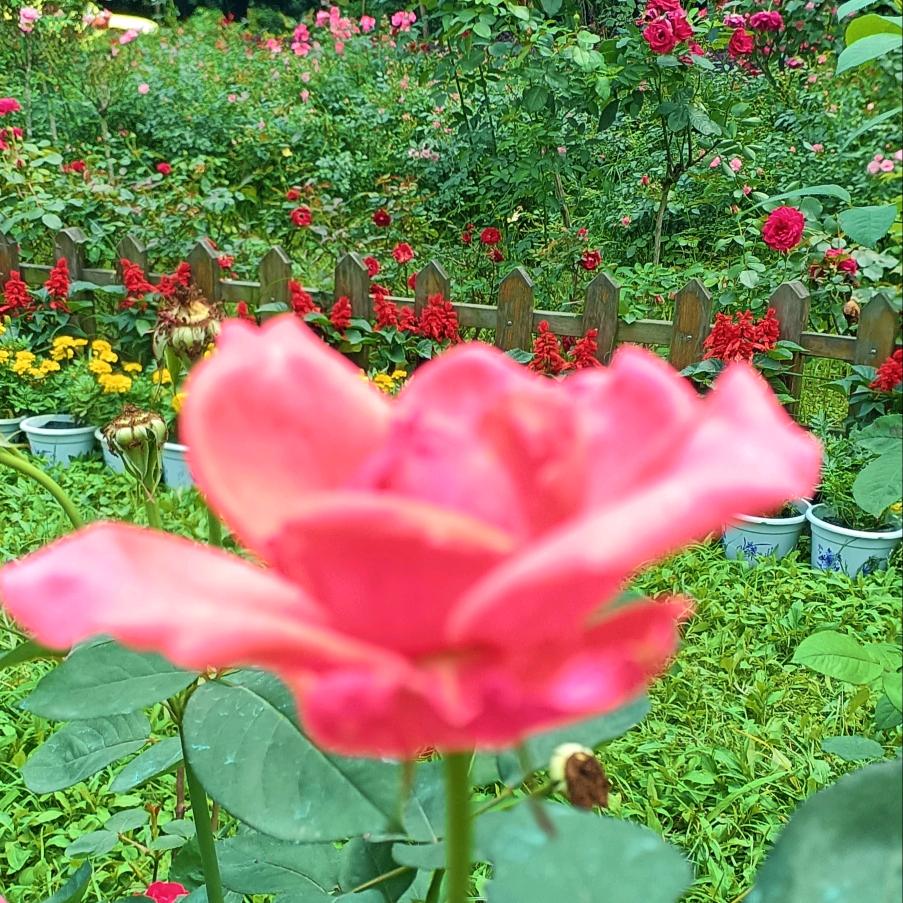 一花朵🌸