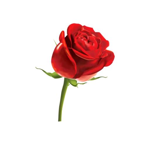 玫瑰花％