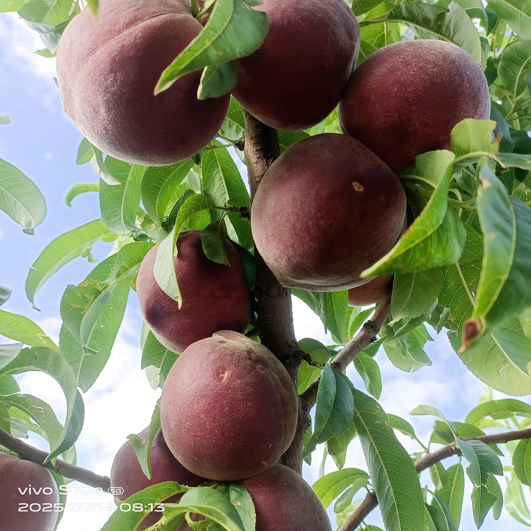 大树乡桃子！战狼